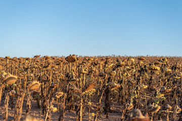 Se apagaron los girasoles