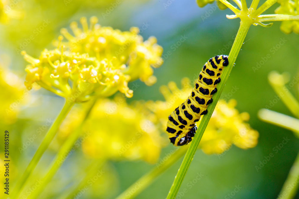 Sticker Südlicher Schwalbenschwanz / Raupe (Papilio alexanor), Peloponnes, Griechenland - southern swallowtail / caterpillar (Papilio alexanor), Peloponnese, Greece