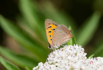 Fototapeta na wymiar Small copper, butterfly (Lycaena phlaeas), Andalucia, Spain.