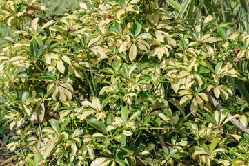 background of green leaves