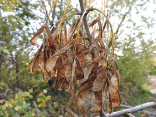 tree with seeds  in autumn