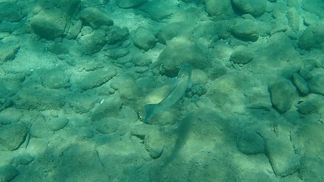 European seabass (Dicentrarchus labrax), Aegean Sea, Greece, Halkidiki