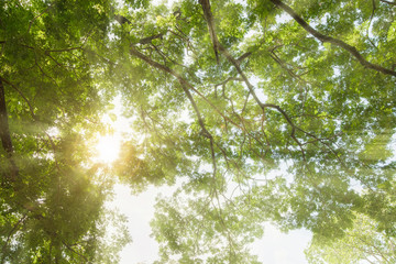 forest trees. nature green wood sunlight backgrounds