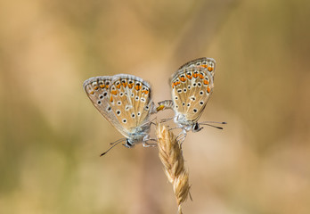 A pair of Adonis blue (Polyommatus bellargus) butterflies mating, Andalusia, Spain.