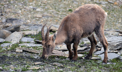 Bouquetin sauvage dans la vallée de Chamonix - France