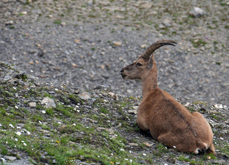Bouquetin sauvage dans la vallée de Chamonix - France