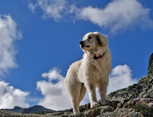 Chien blanc des montagnes dans la vallée de Chamonix