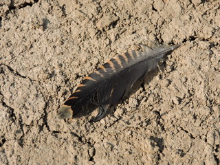 feather on sand