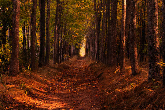 Trail In A Forest. East Kazakhstan