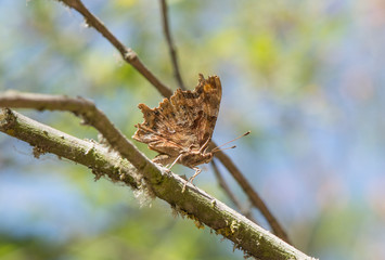 Comma butterfly, butterflies, Polygonia c-album. .