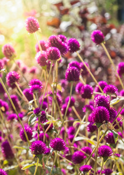 Cluster of Purple Clover