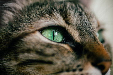 Close up view of green cat eye. Beautiful cat portrait with focus in the eye. . 