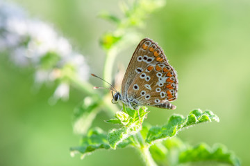 Plakat Southern brown argus, Aricia cramera, butterfly, Andalusia, Spain.