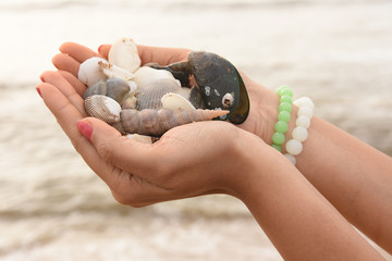 Girl hand with bracelet holding number of sea shells