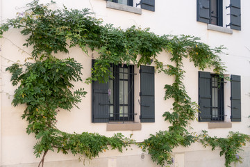 Fototapeta na wymiar Young twisted wisteria climbs on the wall in Paris, Montmartre