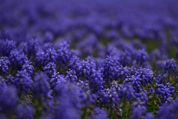 Fototapeta premium Purple flowers