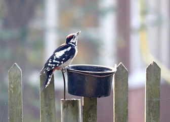 Woodpecker bird drinks water from a feeder on a fence