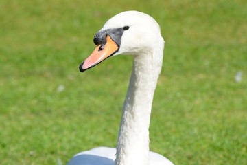 Portrait of mute swan