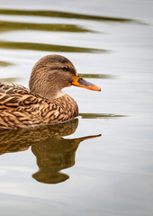 Beautiful duck swimming in a lake