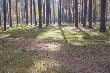 Pine park at sunset