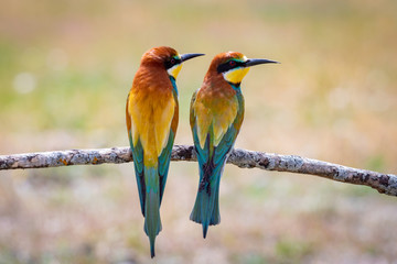 Love on the branch