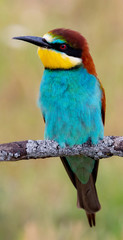 Portrait of a colorful bird