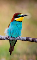 Portrait of a colorful bird