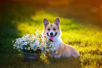 beautiful portrait of a ginger puppy dog Corgi red butterfly is sitting on bright green grass Sunny summer afternoon with a bouquet of white flowers daisies in the garden