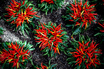 Vibrant ornamental pepper plants displaying bold red, orange and yellow fruit with dark green leaves surrounded by black mulch