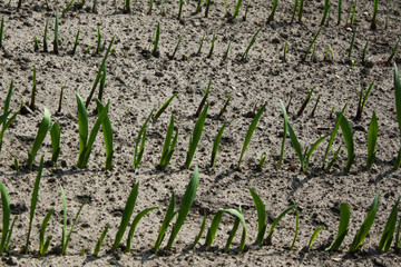 growing vegetables field