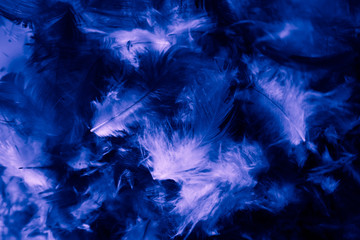 Beautiful closeup textures abstract colorful dark black white and blue feathers and darkness pattern feather wallpaper and background