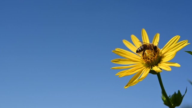 Wild bee on a summer flower pollinating and collecting nectar, the blooming flower sways in the wind against a blue sky.