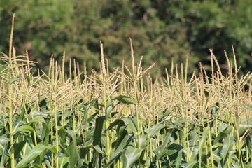 corn field ready for picking