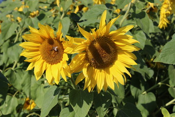 sun flowers with bees 