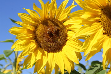 sunflower and bee 