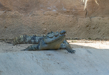 crocodile resting and sunbathing