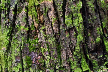 Moss on tree bark