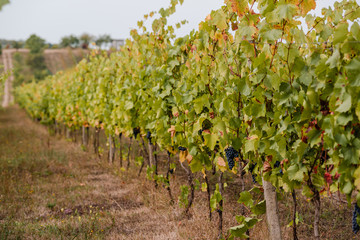 Fototapeta na wymiar A row of vines with ripe grapes. Autumn in the vineyard.