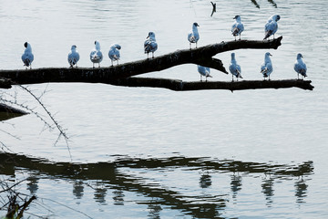 Large group of birds stands on a branch above the river on a sunny day