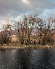Contrasty view of dark water lake surrounded by reed and sunlit trees burnt by fire