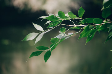 Close-up green branch on a blurred background of the autumn forest, selective focus