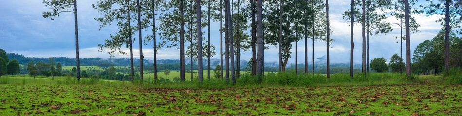 Fototapeta premium Panoramic view of tree and mountains national park, Thailand.