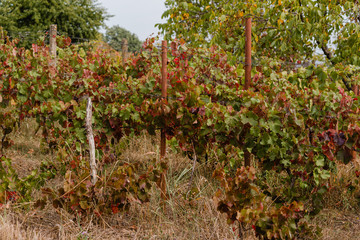 Fototapeta na wymiar Grapevine with leaves of different colors. Autumn in the vineyard.