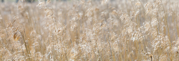 Panoramic background of hay straws © RistoH