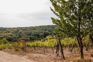 Old vineyard on the slopes in the mountains in autumn. Carpathians in the fall.