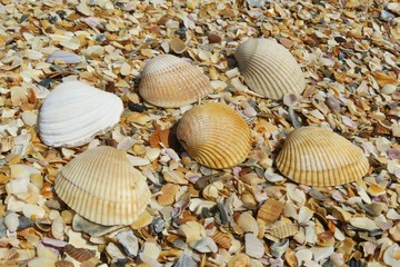 Seashells background on Atlantic coast of North Florida