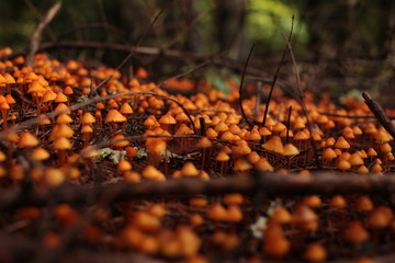 forest feel full of poison orange mushrooms 