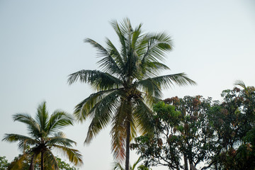 Fototapeta na wymiar coconut tree and blue sky