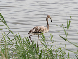 Obraz premium Joven flamenco andando en la laguna