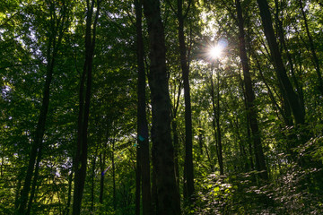 Obraz premium Bäume_4